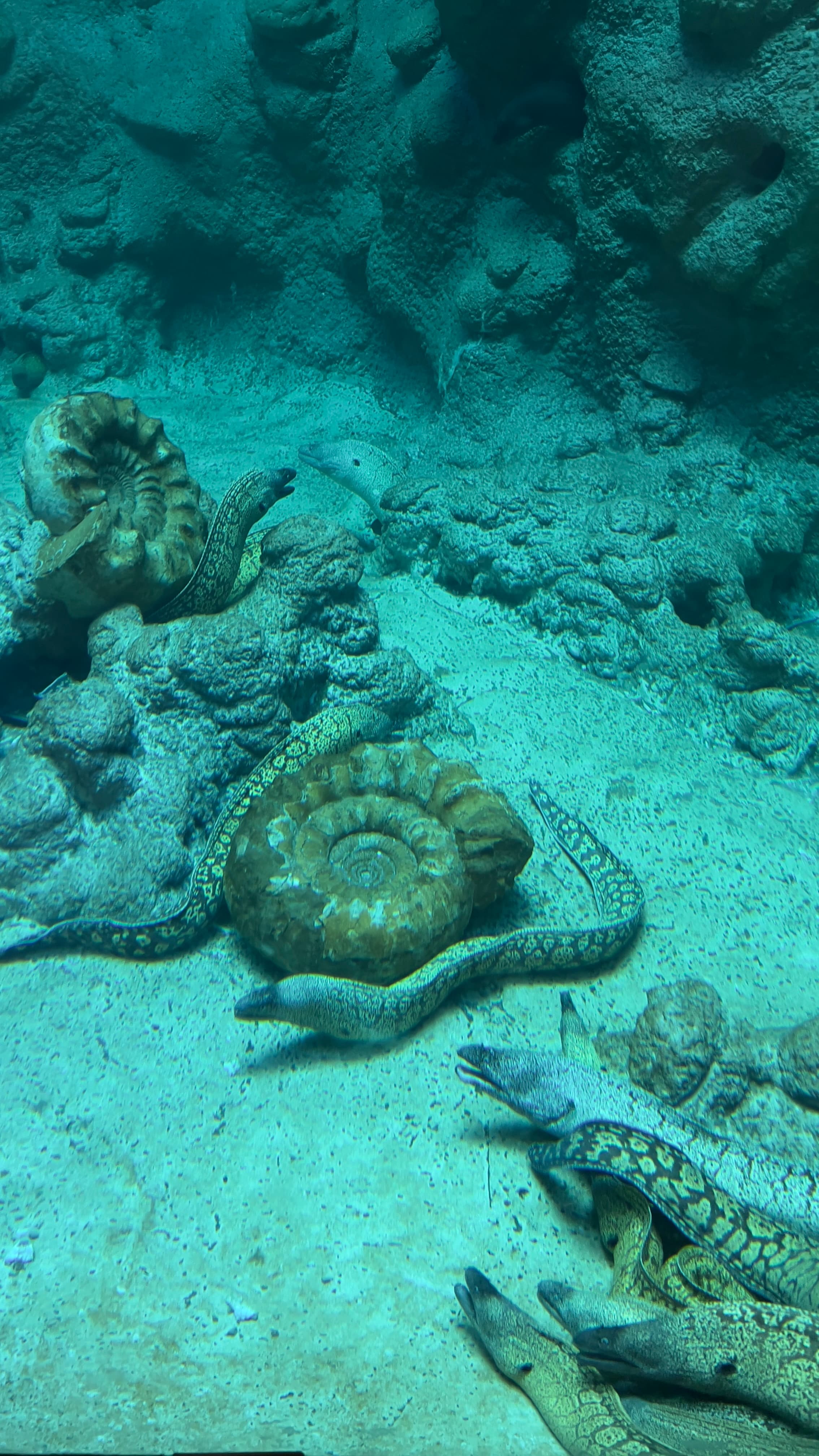 Moray eels on the sandy floor of the underground aquarium at Pairi Daiza Belgium