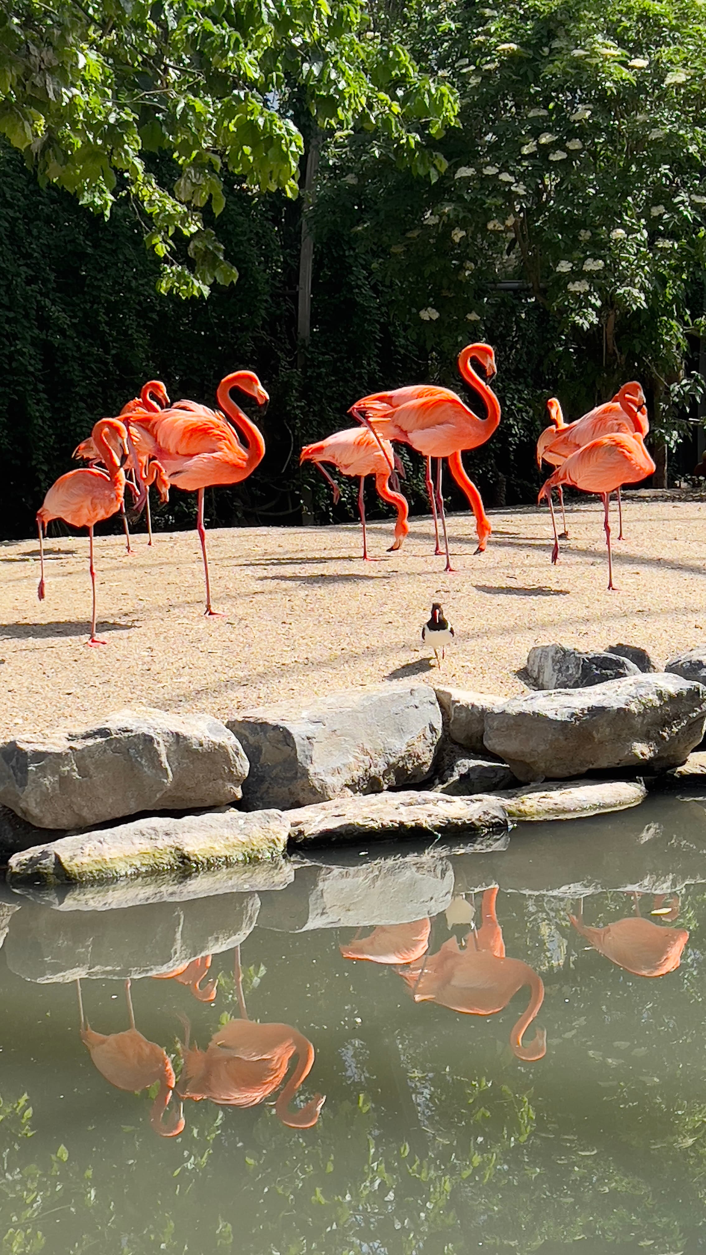 Flamingos and their reflection in the water