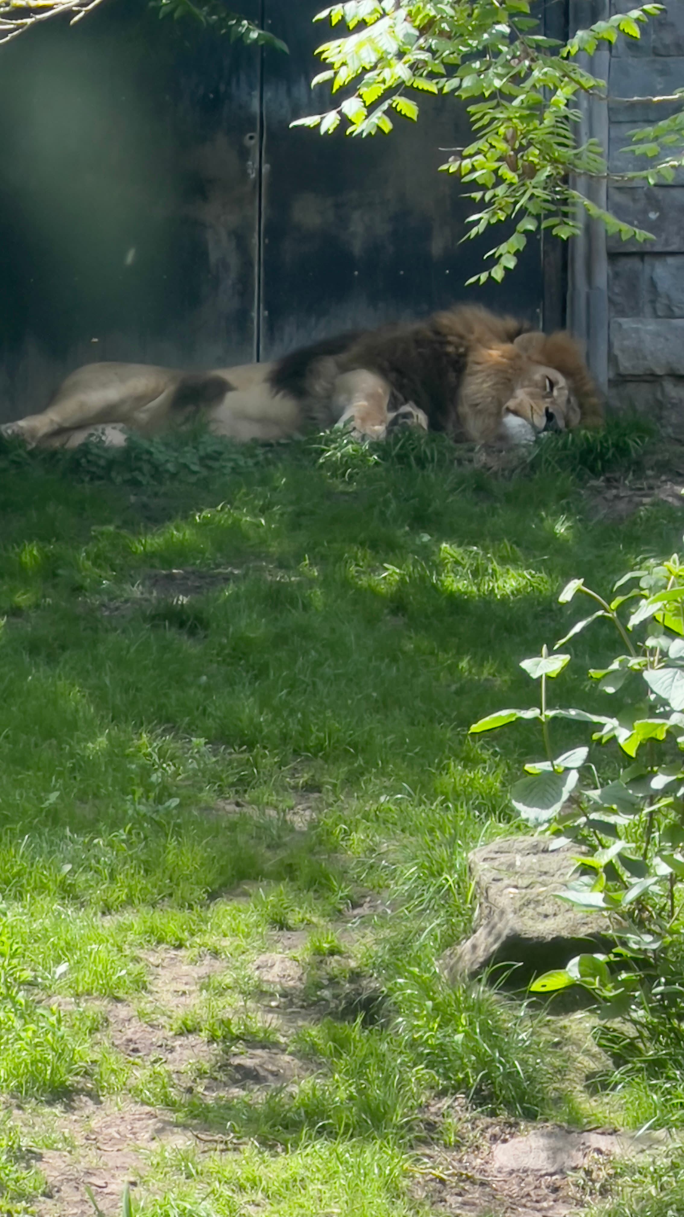 Lion resting in the shade at Pairi Daiza on a hot day