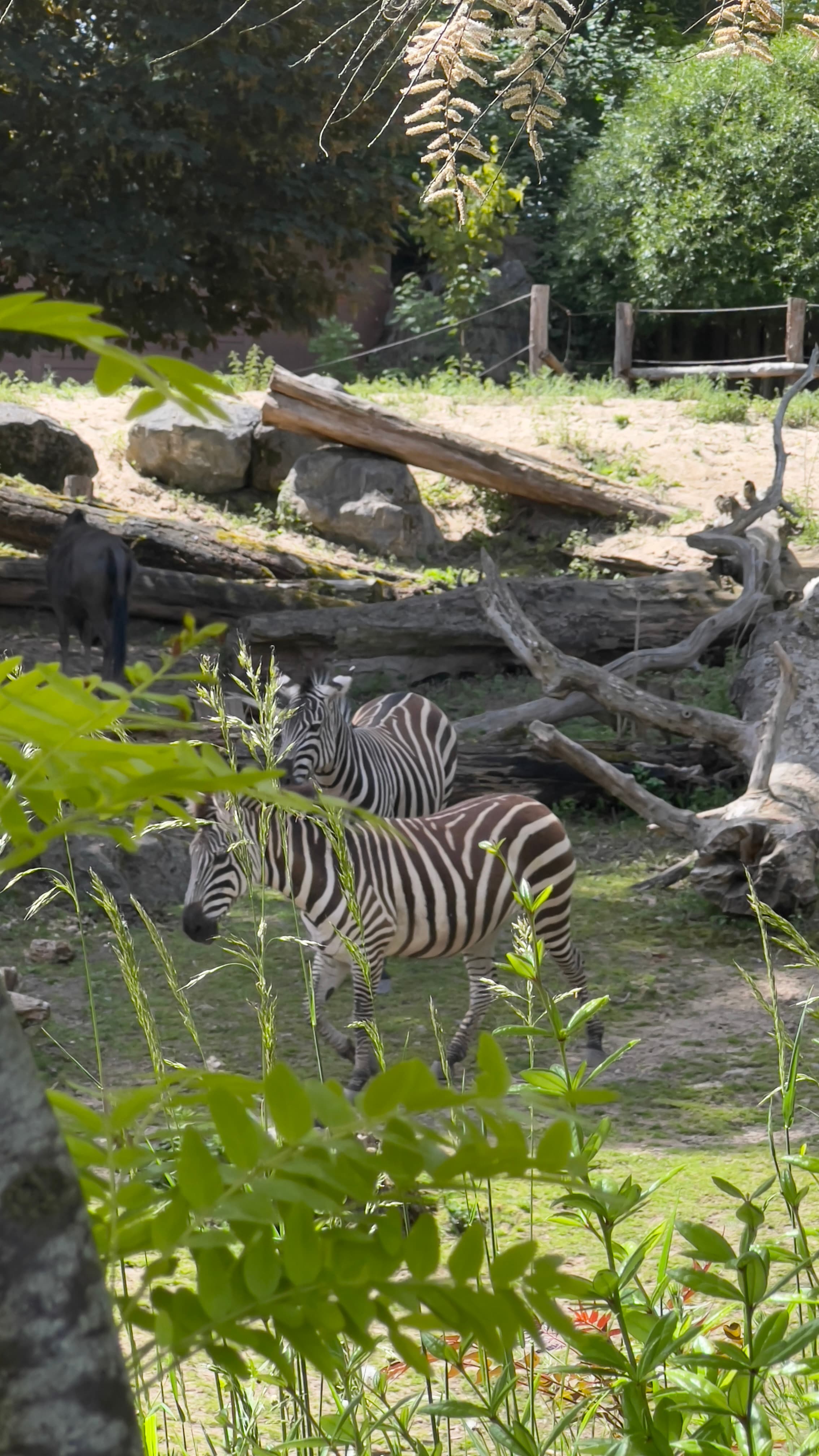 Zebras roaming freely in a spacious natural enclosure at Pairi Daiza Belgium